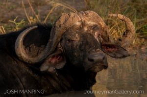 Josh Manring Photographer Decor Wall Art - africa wildlife-1.jpg